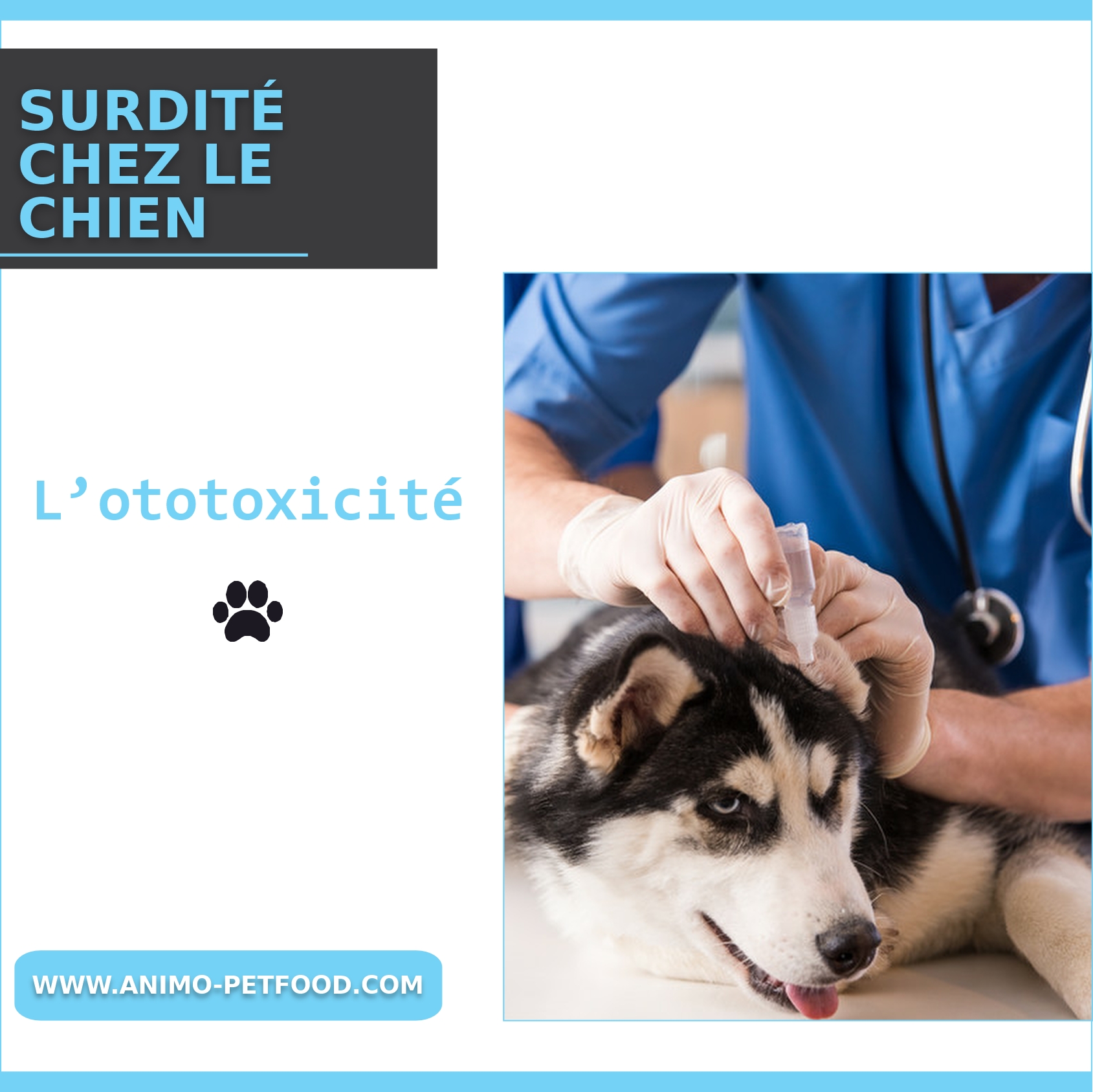 surdité chez le chien ototoxicité